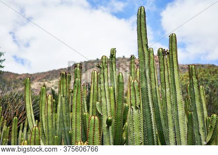 Close up of succulent green cactus at botanical garden