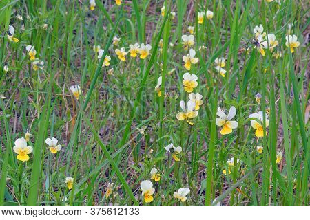 Wildflower Meadow, Flower Meadow, Wildflowerswildflower Meadow, Flower Meadow, Wildflowers Beauty  W