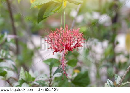 Red Hibiscus Flower, Chinese Rose Or Thailand Call Chaba On Blur Nature Background.