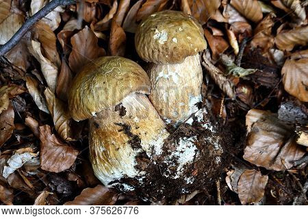 Photo Of Boletus Edulis (boletus Edulis), Mushroom Catch In Czech Forests, Czech Republic
