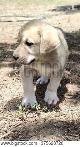 Puppy, Anatolian Shepherd Dog. Close-up Portrait...anatolian Shepherd Dog Puppie Playing In The Gard