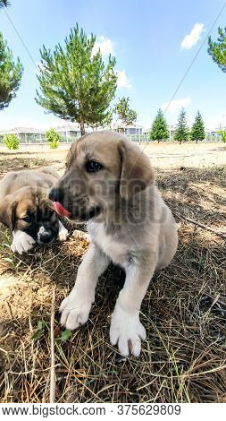 Puppy, Anatolian Shepherd Dog. Playing With His Brother In The Garden...