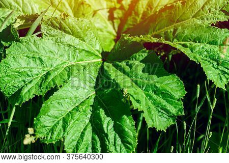Heracleum, Cow Parsnip,parsnip. Green Large Leaves Of A Fast Growing Weed