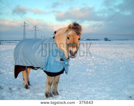 Snowhorse