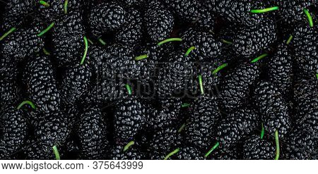 Mulberry Background. Organic Mulberrys Top View. Fresh Black Berries Wide Backdrop