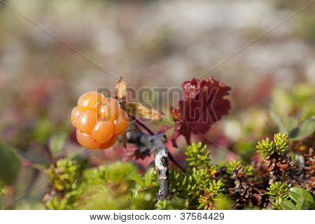 Rubus chamaemorus, cloudberry e bakeapple.