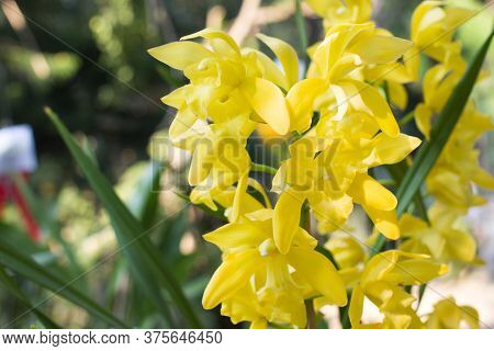 Yellow Orchids Flower On A Leaf And Flower Blured Background.orchid Flowers Taken At An Exhibition I