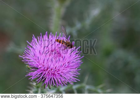 Bright Flies On Purple Flower Of The Thistle