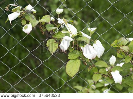 Climbing Plant Actinidia Is Preparing To Bloom.