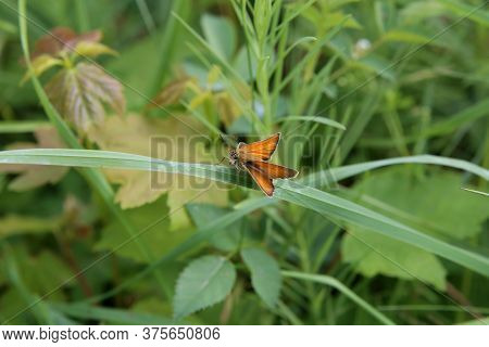 A Close Up View Of A Large Skipper Butterfly