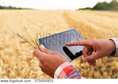 Precision Farming. Farmer Hands Hold Tablet Using Online Data Management Software With Maps At Wheat
