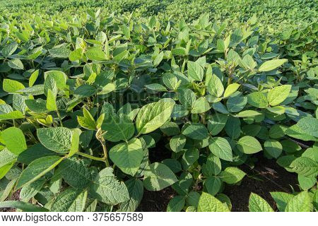 Close Up Of Soy Field And Soy Plants During Summer Season