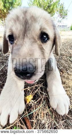 Puppy, Anatolian Shepherd Dog. Close-up Portrait...\n Anatolian Shepherd Dog Puppie Playing In The G