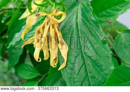 Ilang-ilang Beautiful Of Flower With Many Insect In National Park.
