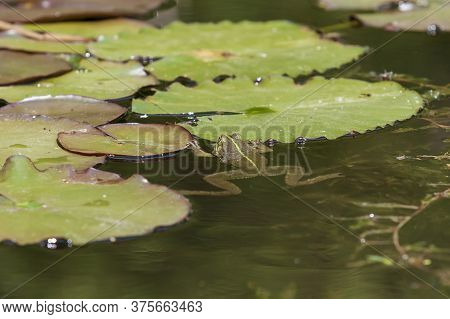 Bufo Bufo Frog In The Water Hidden In The Reeds.