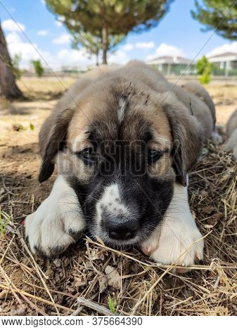 Puppy, Anatolian Shepherd Dog. Close-up Portrait...\n Anatolian Shepherd Dog Puppie Playing In The G