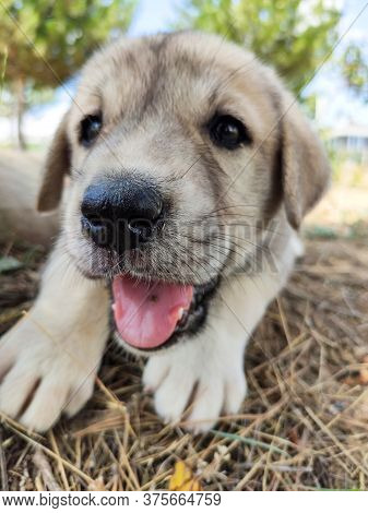 Anatolian Shepherd Dog Puppie Playing In The Garden.