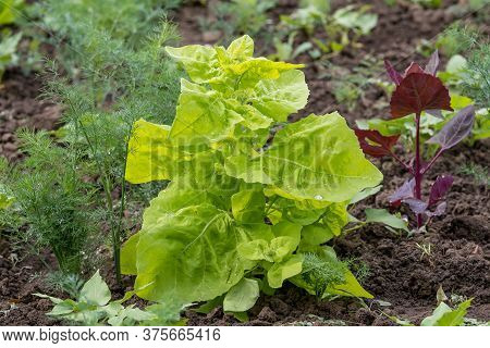 Fresh Green Organic Leaves Of Atriplex Hortensis, Commonly Known As garden Orache, red Orache, Mount