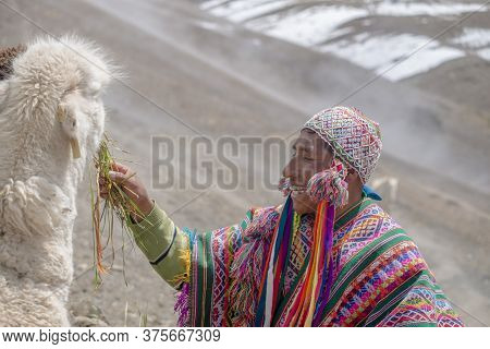 Vinicunca, Peru- October 29: Mountain Guide In Traditional Wear Feeds His Alpaca At High Altitude Gr