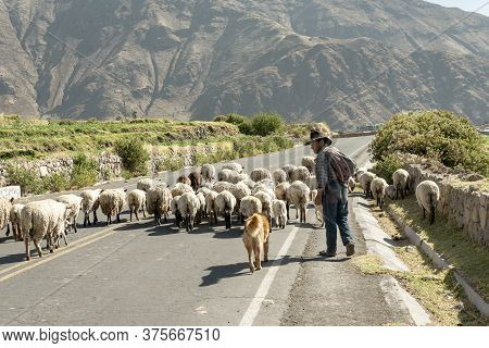 Cabanaconde, Peru - November 3: Shepherd With Dog Follows Herd Of Sheeps By Altitude Driveway In Cab