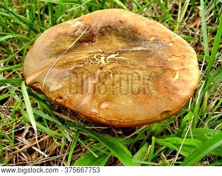 Close Up Of Boletus Rubellus, Also Known As Ruby Bolete, In A Meadow. Showing The Cap Cracking With 