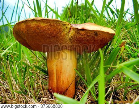 Close Up Of Boletus Rubellus, Also Known As Ruby Bolete, In A Meadow.