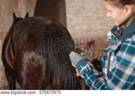 Love To The Animals. A Young Girl In A Blue Checkered Trowel Is Combing
