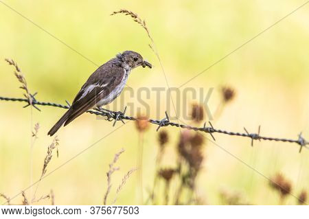 European Pied Flycatcher (ficedula Hypoleuca)