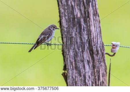 European Pied Flycatcher (ficedula Hypoleuca)