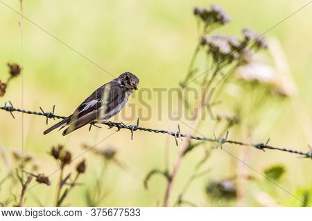European Pied Flycatcher (ficedula Hypoleuca)