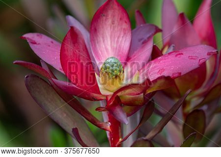 Close Up Of A Safari Sunset (leucadendron) Flower In Bloom