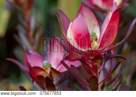 Close Up Of A Safari Sunset (leucadendron) Flower In Bloom
