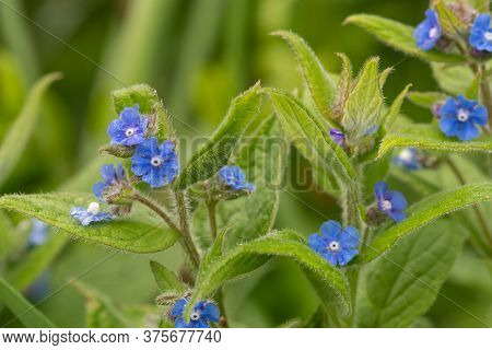 Close Up Of Flowers On An Evergreen Bugloss (pentaglottis Semoervirens)