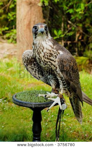 Retrato de Saker Falcon fêmea com Bush como plano de fundo