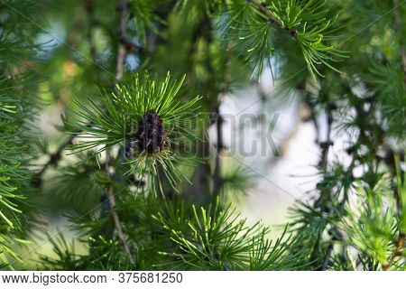Closeup Of Larch Branches With Cones Lit By Sunlight. Copy Space