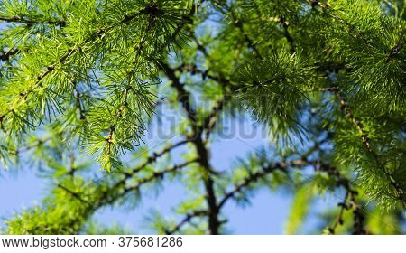 Larch Branches With Cones Lit By The Sun Against A Blue Sky