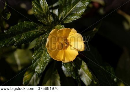 Flower Of A Damiana Bush, Turnera Diffusa