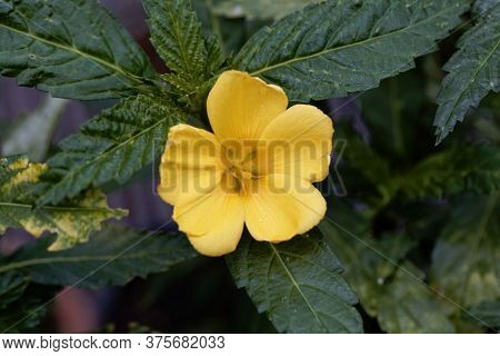 Flower Of A Damiana Bush, Turnera Diffusa