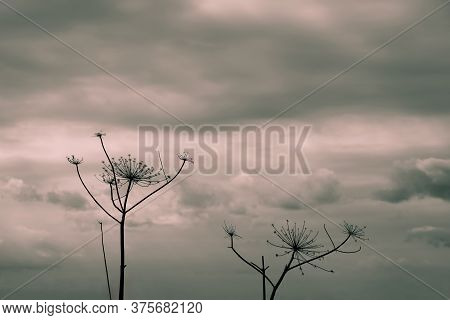 Gloomy Plant On The Background Of A Dramatic Sky. Dry Umbrellas Of A Hogweed. Hogweed Close-up. Pois