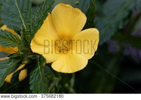 Flower Of A Damiana Bush, Turnera Diffusa
