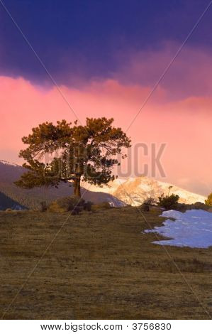 론 트리 및 산 일출