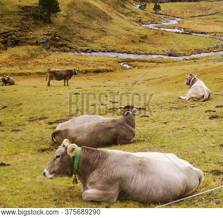 Cows Relaxed In The Mountain After Winter