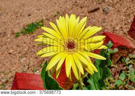 Yellow Zinia Flowers With Green Leaves In The Garden On Daylight.  02
