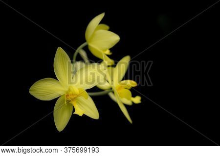 Close-up A Bunch Of Vibrant Yellow Ground Orchid Flowers On Dark Background. Orchid Flowers Blossoms