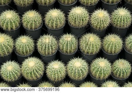 Natural Pattern Background Of A Row Of Large Succulent Cactus Plants, Round Shape, And Big Yellow Th