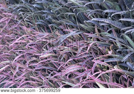 Natural Background Of Purple And Dark Green Leaves (cryptanthus Or Earth Star). Outdoors Plants With