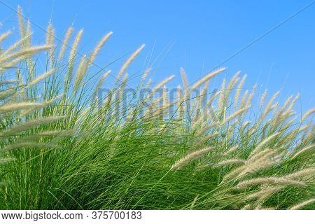 Fourtain Grass In Nature Agent Blue Sky