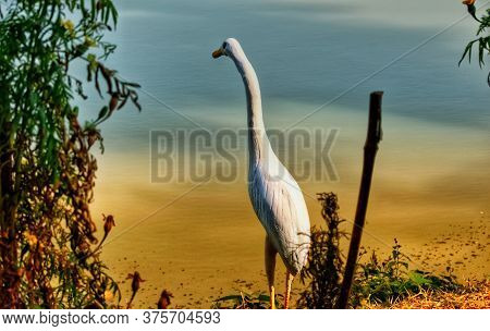 A Beautiful Bird Beside A Lake With Colorful Background