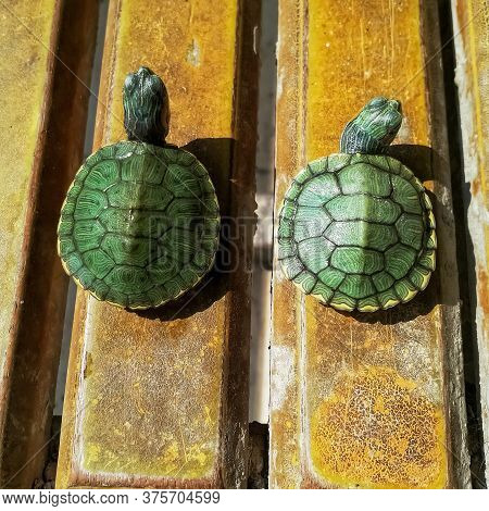 Two Baby Turtles Are Playing In The Direct Sunlight