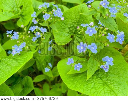 Delicate Blue Inflorescences Of Brunner Macrophylla. Photo